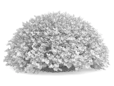 Round Boxwood Plant Buxus sempervirens 3D model