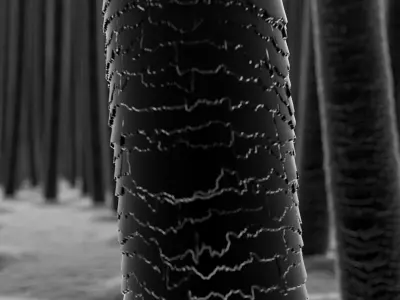 Scalp and Hair Closeup X-Ray 3D model