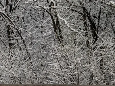 Panorama of a forest with snow-covered trees - 30k 3D model