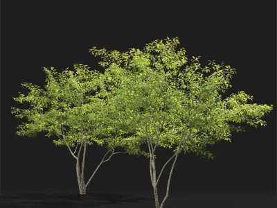 Acer Ginnala 7 3D model