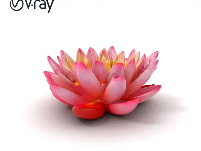 Light Pink Water Lily Detailed Natural Curvature model pack Low-poly 3D model
