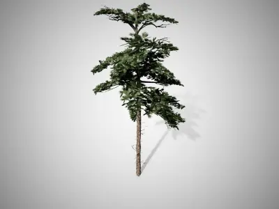 Huangshan Pine Tree Low-poly 3D model