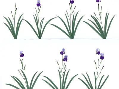 Dark-light lilac irises 3D model