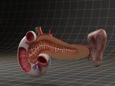 Anatomy   duodenum pancreas spleen Cross section 3D model
