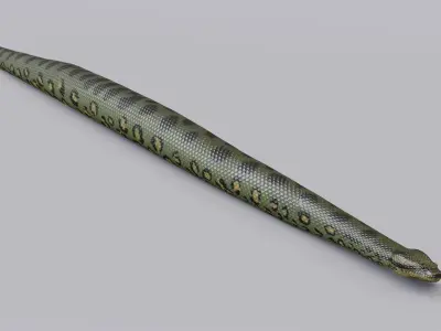  Green Anaconda - Rigged 
