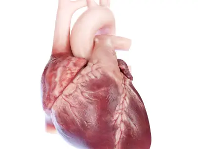  Human Heart Collection Static 