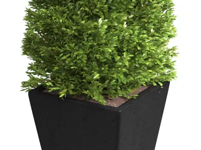 Decorative tree in garden pot RH Front Entrance Doors  3D model