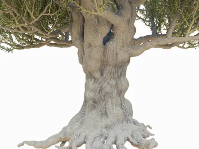 Old olive tree 2 3D model
