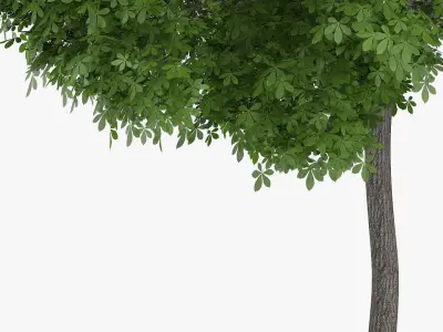  5 Horse Chestnut Trees 