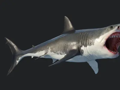  Great Shark White 