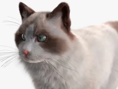  Ragdoll Cat Fur for Cinema 4D 