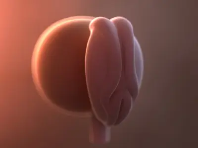  Fetus Collection - 37 models in development 