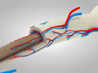 Bone Anatomy Low-poly 3D model