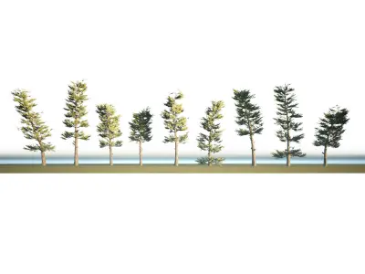 Conifer Forest 3d exterior  scene Low-poly 3D model