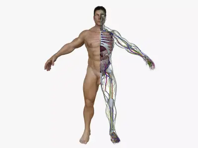Human Male Full Body Anatomy 3D model