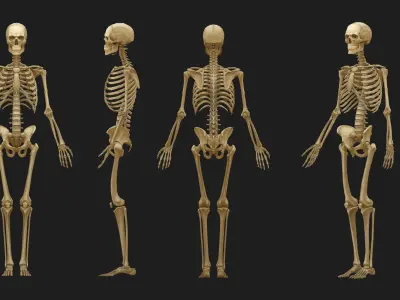 Hand Painted Anatomy model Low-poly 3D model