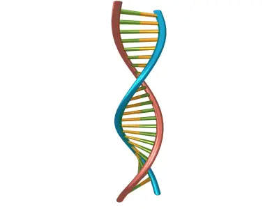 DNA Molecule v1 006 Low-poly 3D model