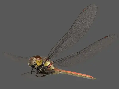  Dragonfly Common Darter (Animated) 