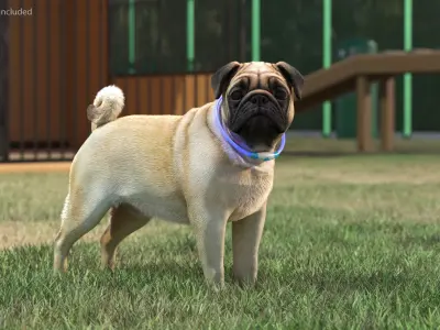  Pug Dog Wearing LED Collar Fur for Cinema 4D 