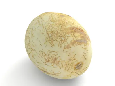 Honeydew Sunlady Melon - Photorealistic Scan Low-poly 3D model