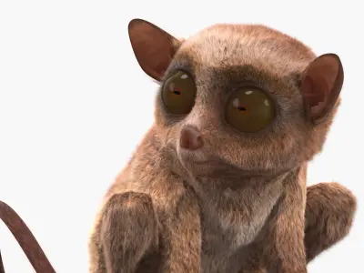  Seated Tarsier Fur 