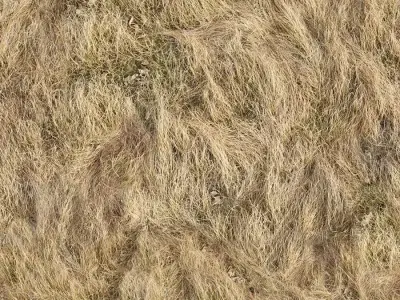 Seamless Dry Grass Field Texture  Texture