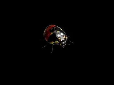 ladybug Low-poly 3D model