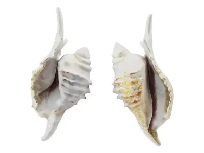 Murex Seashells Collection 3D model