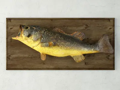 Fish Mounts Collection 3D Model Pack