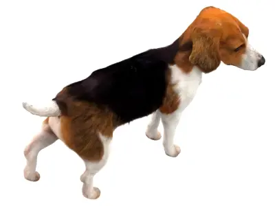  Beagle Dog(Animated) (Rigged) 