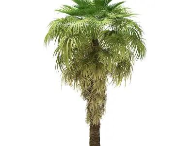 California Palm Tree 3D Model 6m 3D model