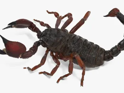  Walking Scorpion Animated Rigged for Maya 