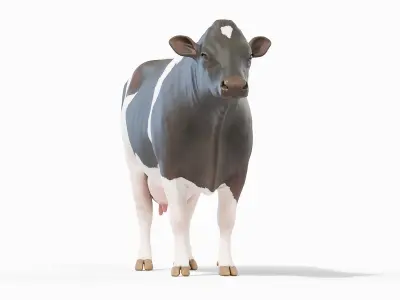  Full Cow Anatomy Static 