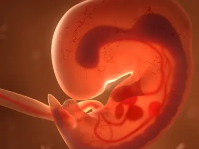  Human embryo fetus with internal organs - Animation of development 