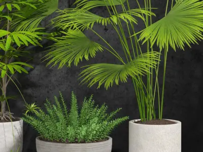 Room plants 3D model