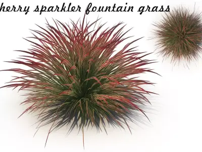 Cherry sparkler fountain grass 3D model