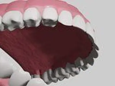 Teeth with Gums and Tongue Rigged 3D Model 3D model