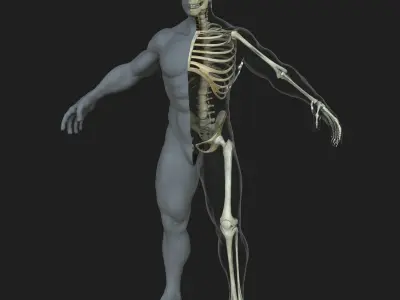 Male Skeleton with Skin 3D model