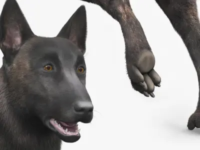  Agile Herding Dog Dutch Shepherd Running Fur 