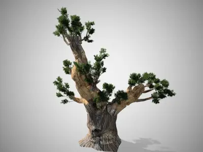 Bristlecone Pine Tree LODs Low-poly 3D model