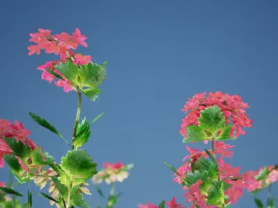 Street Garden in JAPAN - 4 Kalanchoe Flower Grass Plant Low-poly 3D model