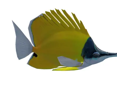 Forceps Fish 3D Model