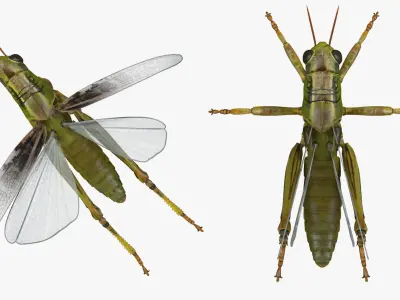  Grasshopper Rigged for Maya 