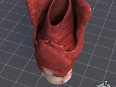 Tongue Throat and Teeth Collection 3D model