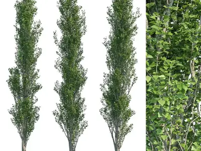 Poplar Pyramidal 15m Summer 3D model