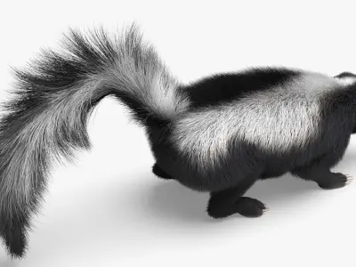 North American Skunk Fur Rigged For Blender 