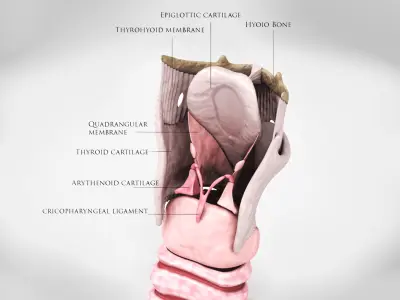 Larynx Low-poly 3D model