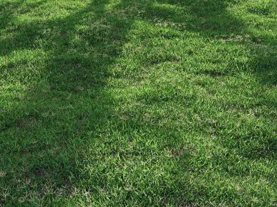 Bermuda grass 2 3D model