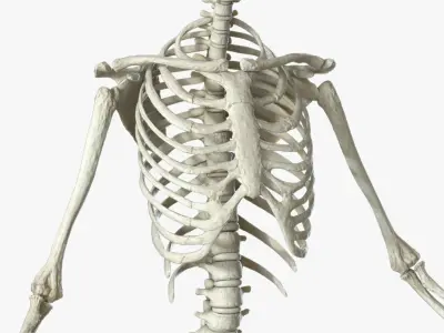  Human Skeleton (Rigged) 
