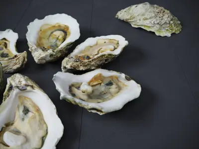 Half Shell Oysters 6 Models